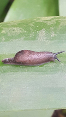 Ostracolethinae
