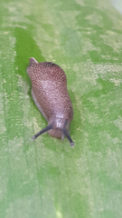 Ostracolethinae