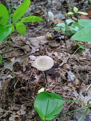 Entoloma conicum