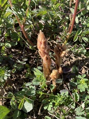 Orobanche caryophyllacea