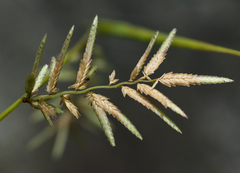 Eragrostis cumingii