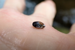 Arcuatulinae