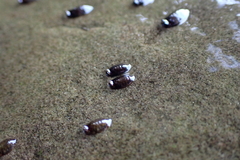 Arcuatulinae