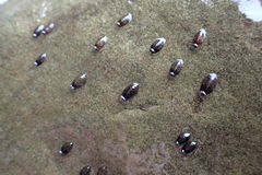 Arcuatulinae