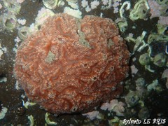 Aplidium nordmanni