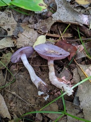 Cortinarius iodeoides