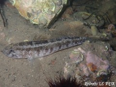 Gobius ophiocephalus