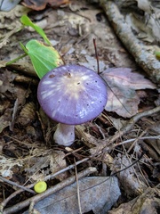 Cortinarius iodeoides