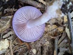 Cortinarius iodeoides