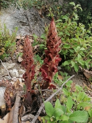 Orobanche variegata