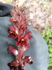 Orobanche variegata