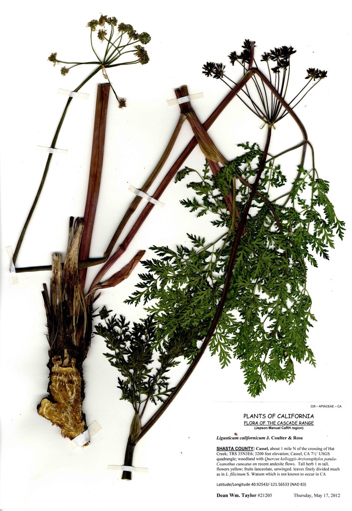 California lovage