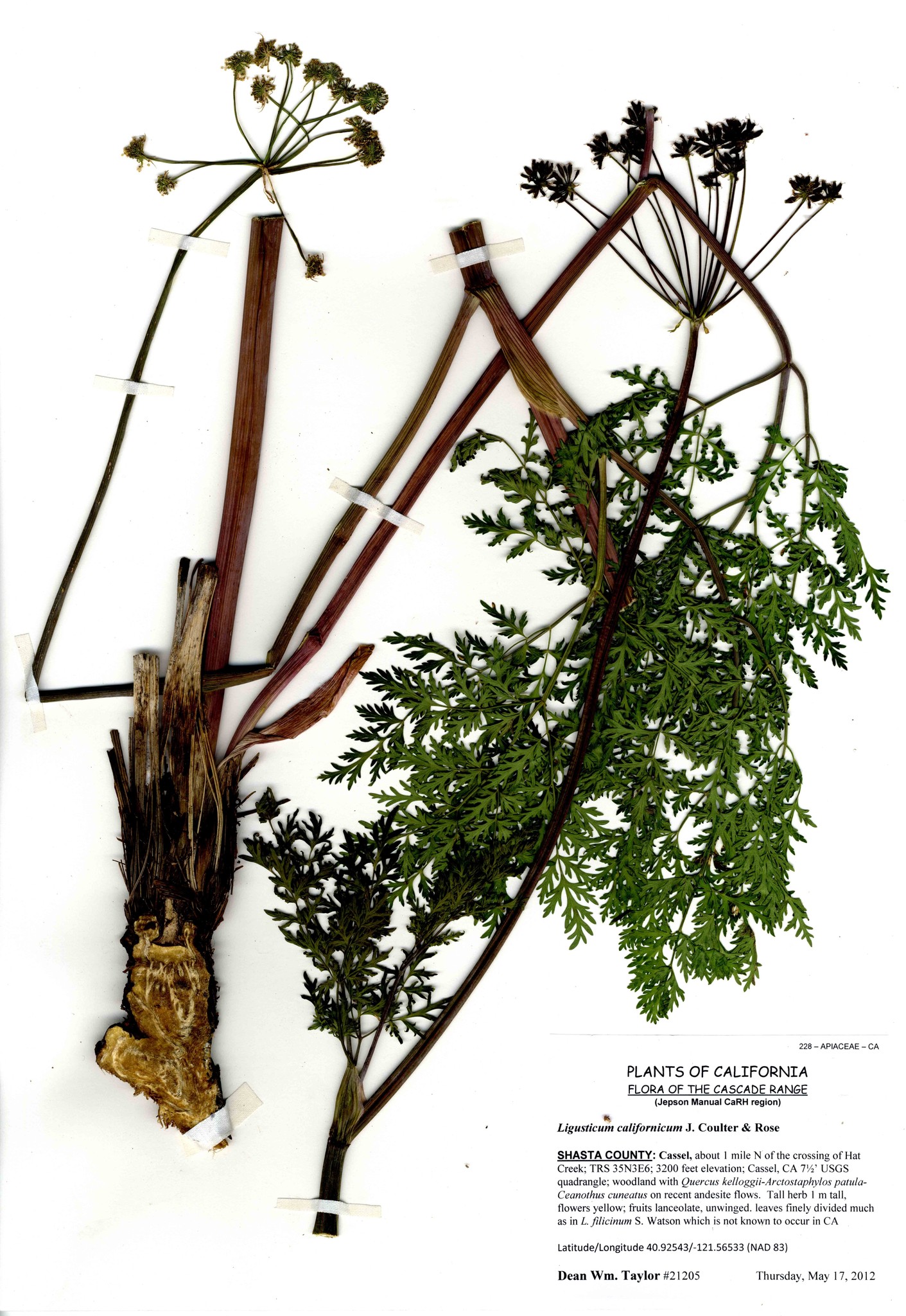 Ligusticum californicum