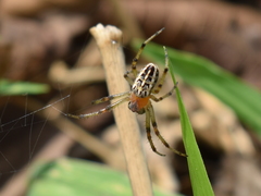 Alpaida veniliae