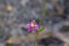 Calytrix fraseri