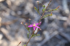 Calytrix fraseri