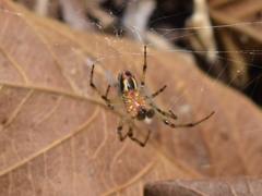 Alpaida veniliae