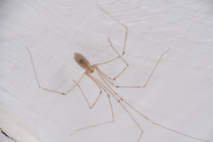 Pholcus phalangioides
