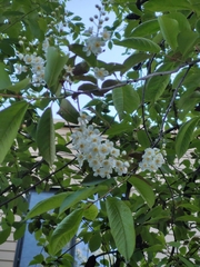 Prunus