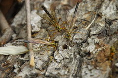 Megarhyssa praecellens