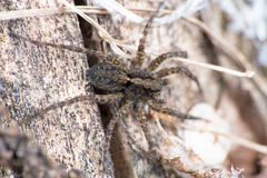 Alopecosa pulverulenta