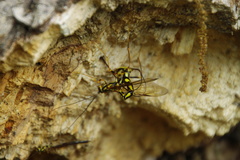 Megarhyssa praecellens