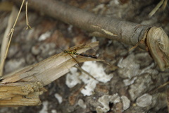 Megarhyssa praecellens