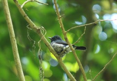 Cyornis hainanus