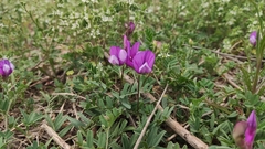 Vicia bungei