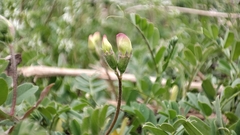 Vicia bungei