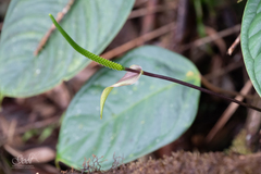 Anthurium longegeniculatum