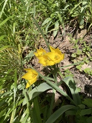 Tulipa sylvestris biebersteiniana