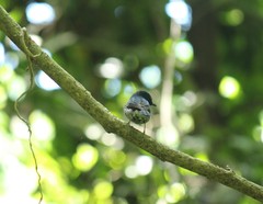 Cyornis hainanus