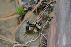 Bombus sandersoni