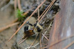 Bombus sandersoni