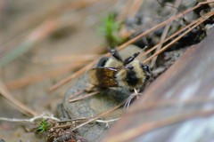 Bombus sandersoni