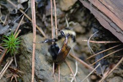 Bombus sandersoni