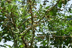 Phyllanthus elsiae