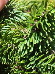 Abies balsamea image