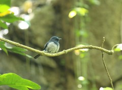 Cyornis hainanus