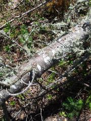 Abies balsamea image