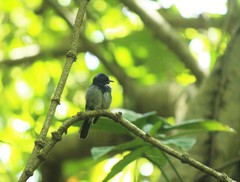 Cyornis hainanus