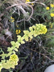 Aecidium euphorbiae