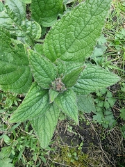 Pentaglottis sempervirens