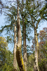 Beilschmiedia miersii