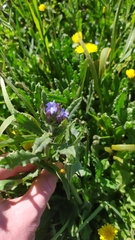 Anchusa arvensis