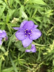 Tradescantia subaspera