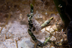 Hippocampus zosterae
