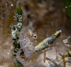 Hippocampus zosterae