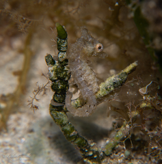 Hippocampus zosterae